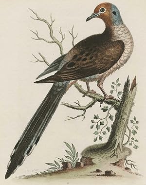 George Edwards, Taube, Ornithologie, VÃ gel. - Taube. - George Edwards. - "The Long-Tail'd Dove".