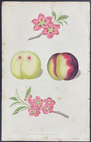 Image du vendeur pour Nectarine mis en vente par Trillium Antique Prints & Rare Books