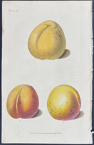 Image du vendeur pour Apricot mis en vente par Trillium Antique Prints & Rare Books