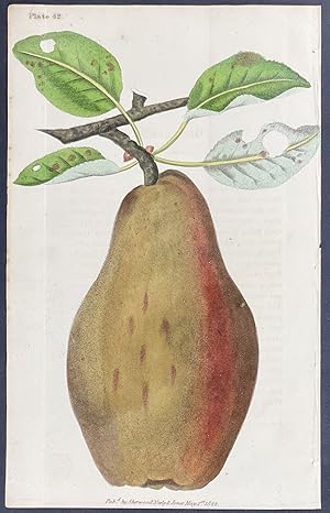 Image du vendeur pour Pear mis en vente par Trillium Antique Prints & Rare Books