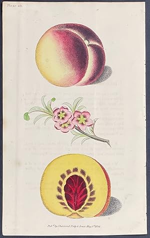 Image du vendeur pour Peach mis en vente par Trillium Antique Prints & Rare Books