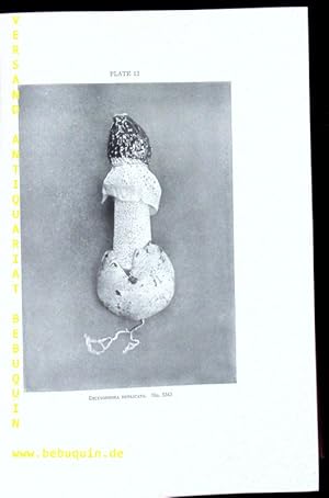 Seller image for The Gasteromycetes of the Eastern United States and Canada. for sale by Antiquariat Bebuquin (Alexander Zimmeck)