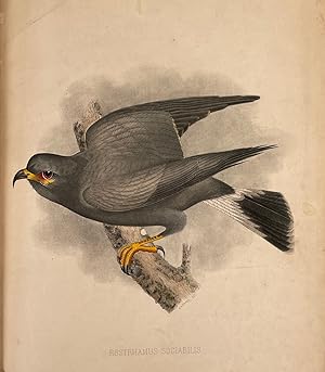 Seller image for The Birds of Florida Containing Original Descriptions of Upwards of Two Hundred and Fifty Species with Notes Upon Their Habits. for sale by William Chrisant & Sons, ABAA, ILAB. IOBA, ABA, Ephemera Society