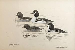 Richard Robjent. BARROW'S GOLDENEYE- SLIMBRIDGE [Watercolour]