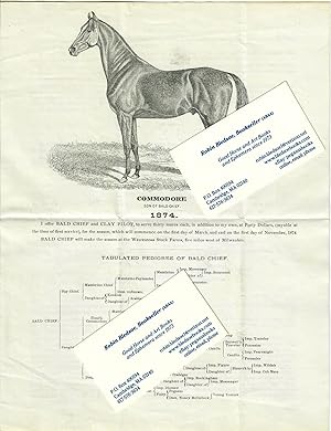 Advertising Flyer for Stallions Bald Chief and Clay Pilot