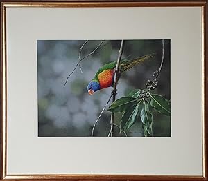 Image du vendeur pour Rainbow Lorikeet in a suburban garden. mis en vente par Andrew Isles Natural History Books