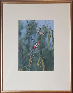 Image du vendeur pour Berry Peckers in the Mistletoe. mis en vente par Andrew Isles Natural History Books