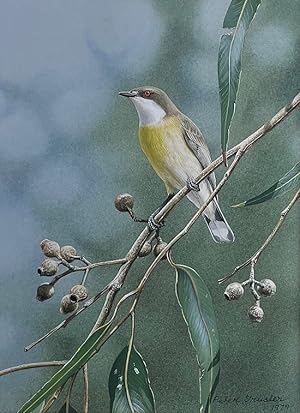 Image du vendeur pour White-throated Gerygone making itself known. mis en vente par Andrew Isles Natural History Books