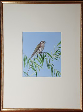 Image du vendeur pour Horsfield Bronze Cuckoo keeping very still. mis en vente par Andrew Isles Natural History Books