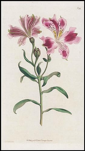 Seller image for 1808 Curtis Botanical ALSTROEMERIA PELEGRINA Spotted PL 139 (CB10-164) for sale by Antique Paper Company