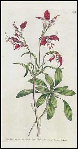 Seller image for 1808 Curtis Botanical ALSTROEMERIA LIGTU Striped PL 125 (CB10-165) for sale by Antique Paper Company