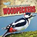 Immagine del venditore per A Bird Watcher's Guide to Woodpeckers (Backyard Bird Watchers) [No Binding ] venduto da booksXpress