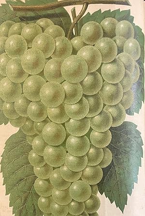 GREEN'S FRUIT GROWER: THE GRAPE