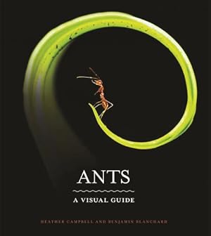 Seller image for Ants: A Visual Guide by Campbell, Heather, Blanchard, Benjamin [Hardcover ] for sale by booksXpress