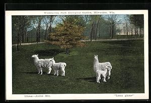 Bild des Verkufers fr Ansichtskarte Milwaukee, Wis., Lamas auf dem Freigelnde im Washington Park Zoo zum Verkauf von Bartko-Reher