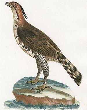 Francois Levaillant, Schopfhabicht, Ornithologie, VÃ gel. - Schopfhabicht. - Francois Levaillant....