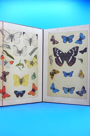 Sammlung von Abbildungen "Schmetterlinge" Lithographien. - Titel nicht näher bezeichnet