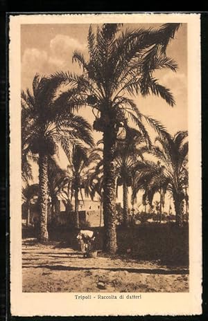 Ansichtskarte Tripoli, Raccolta di datteri
