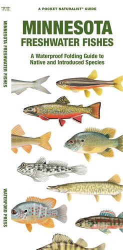 Bild des Verkufers fr Minnesota Freshwater Fishes: A Waterproof Folding Guide to Familiar Species by Morris, Matthew, Waterford Press [Pamphlet ] zum Verkauf von booksXpress