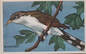 Seller image for bird postcard: Yellow Billed Cuckoo for sale by Mobyville