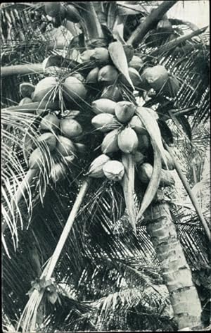 Bild des Verkufers fr Ansichtskarte / Postkarte Cedros Trinidad and Tobago, general view of Coconuts zum Verkauf von akpool GmbH