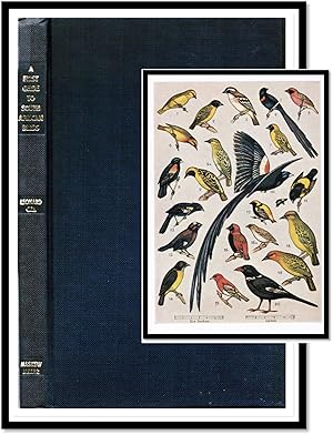 Seller image for A First Guide to South African Birds for sale by Blind-Horse-Books (ABAA- FABA)