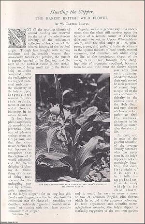 Imagen del vendedor de Hunting the Slipper : the Rarest British Wild Flower. An uncommon original article from The Strand Magazine, 1906. a la venta por Cosmo Books