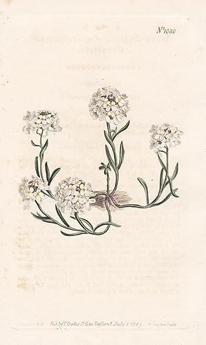 Seller image for Iberis Ciliata. Ciliate-leaved Candytuft. Tab. 1030" - candytuft Schleifenblumen / Caucasus / Pflanze plant / flower flowers Blume Blumen / botanical Botanik botany / Aus "Curtis's Botanical Magazine; or Flower-Garden Displayed". for sale by Antiquariat Steffen Vlkel GmbH