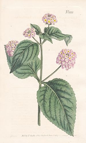 Bild des Verkufers fr "Lantana Annua. Annual Lantana. Tab. 1022" - West Indies / Pflanze plant / flower flowers Blume Blumen / botanical Botanik botany / Aus "Curtis's Botanical Magazine; or Flower-Garden Displayed". zum Verkauf von Antiquariat Steffen Vlkel GmbH