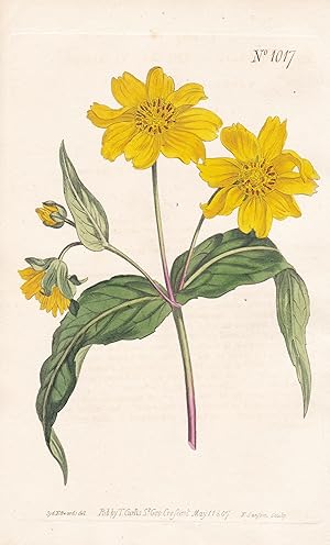 Seller image for Verbesina Sativa. Oil-seed Verbesina. Tab. 1017" - crownbeard / India Indien / Pflanze plant / flower flowers Blume Blumen / botanical Botanik botany / Aus "Curtis's Botanical Magazine; or Flower-Garden Displayed". for sale by Antiquariat Steffen Vlkel GmbH