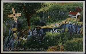 Dawlish Lammas Violet Farm Postcard
