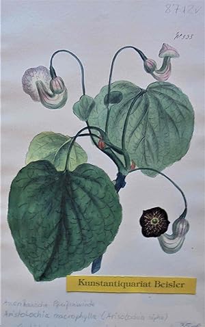 Aristolochia macrophylla (Syn. Arisolochia sipho). N° 535.