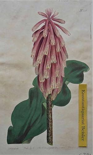 "Veltheimia capensis" (Aletris capensis).