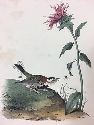 ANTIQUE LITHOGRAPH "Chestnut-Collared Lark" from 1st Octavo Edition "BIRDS OF AMERICA"