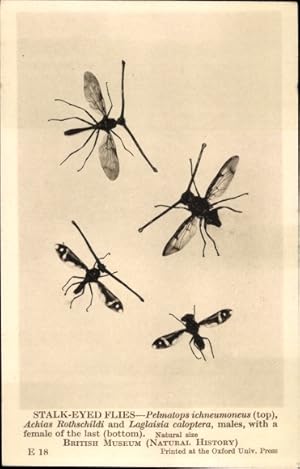 Ansichtskarte / Postkarte Stalk Eyed Flies, Pelmatops ichneumoneus, Fruchtfliege, British Museum