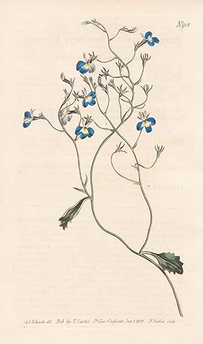 Bild des Verkufers fr "Lobelia Erinus. Ascending Lobelia. Tab. 901" - edging lobelia / South Africa / Pflanze plant / flower flowers Blume Blumen / botanical Botanik botany / Aus "Curtis's Botanical Magazine; or Flower-Garden Displayed". zum Verkauf von Antiquariat Steffen Vlkel GmbH