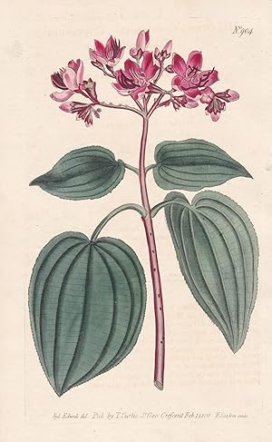 Bild des Verkufers fr Melastoma Corymbosa. Corymbous Melastoma. Tab. 904" - Sierra Leone / Pflanze plant / flower flowers Blume Blumen / botanical Botanik botany / Aus "Curtis's Botanical Magazine; or Flower-Garden Displayed". zum Verkauf von Antiquariat Steffen Vlkel GmbH