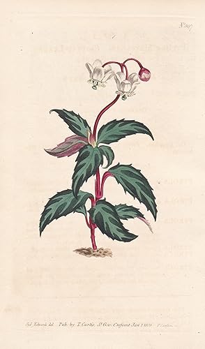 Bild des Verkufers fr "Pyrola Maculata. Spotted-leaved winter-green. Tab. 897" - spotted wintergreen / North America / Pflanze plant / flower flowers Blume Blumen / botanical Botanik botany / Aus "Curtis's Botanical Magazine; or Flower-Garden Displayed". zum Verkauf von Antiquariat Steffen Vlkel GmbH