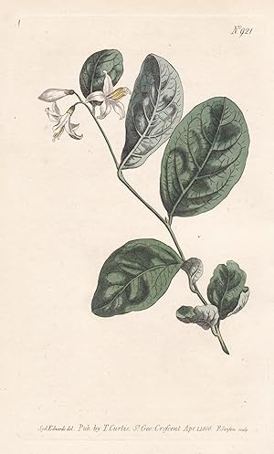 Bild des Verkufers fr Styrax Laevigatum. Smooth storax. Tab. 921" - American snowbell / North America / Pflanze plant / flower flowers Blume Blumen / botanical Botanik botany / Aus "Curtis's Botanical Magazine; or Flower-Garden Displayed". zum Verkauf von Antiquariat Steffen Vlkel GmbH