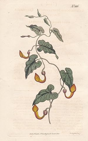 Bild des Verkufers fr "Aristolochia Sempervirens. Evergreen Birthwort. Tab. 1116" - Immergrne Osterluzei / Pflanze plant / flower flowers Blume Blumen / botanical Botanik botany / Aus "Curtis's Botanical Magazine; or Flower-Garden Displayed". zum Verkauf von Antiquariat Steffen Vlkel GmbH