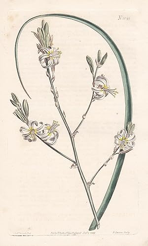 Bild des Verkufers fr Anthericum Revolutum. Curled-flowered Anthericum. Tab. 1044" - South Africa Sdafrika / Pflanze plant / flower flowers Blume Blumen / botanical Botanik botany / Aus "Curtis's Botanical Magazine; or Flower-Garden Displayed". zum Verkauf von Antiquariat Steffen Vlkel GmbH