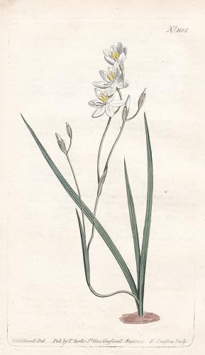 Seller image for Geissorhiza Secunda. White-flowered One-ranked Geissorhiza. Tab. 1105" - South Africa Sdafrika / Pflanze plant / flower flowers Blume Blumen / botanical Botanik botany / Aus "Curtis's Botanical Magazine; or Flower-Garden Displayed". for sale by Antiquariat Steffen Vlkel GmbH