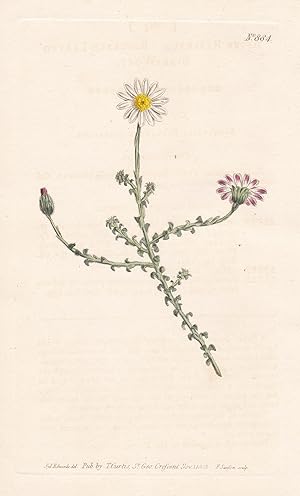 Bild des Verkufers fr Aster Reflexus. Reflexed-leaved star-wort. Tab. 884" - Polyarrhena reflexa / Pflanze plant / flower flowers Blume Blumen / botanical Botanik botany / Aus "Curtis's Botanical Magazine; or Flower-Garden Displayed". zum Verkauf von Antiquariat Steffen Vlkel GmbH