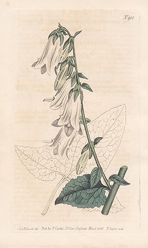 Bild des Verkufers fr Campanula Macrophylla. Large-leaved bell-flower. Tab. 912" - bellflower / Pflanze plant / flower flowers Blume Blumen / botanical Botanik botany / Aus "Curtis's Botanical Magazine; or Flower-Garden Displayed". zum Verkauf von Antiquariat Steffen Vlkel GmbH