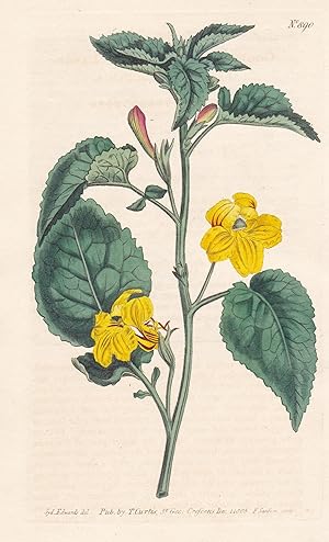 Seller image for Goodenia grandiflora. Large-flowered Goodenia. Tab. 890" - large-flowered goodenia / Australia / Pflanze plant / flower flowers Blume Blumen / botanical Botanik botany / Aus "Curtis's Botanical Magazine; or Flower-Garden Displayed". for sale by Antiquariat Steffen Vlkel GmbH