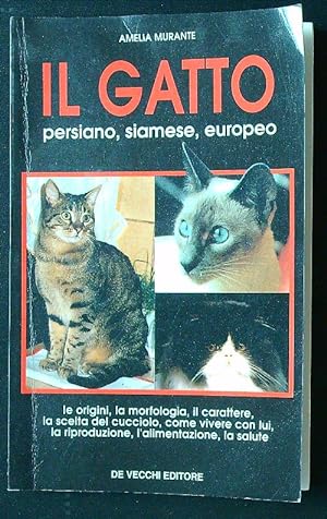 Il gatto persiano, siamese, europeo