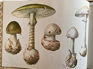 Atlas des champignons. Deux volumes.