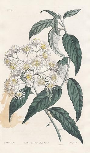 Seller image for Aster liratus. Fluted-stemmed starwort. Tab. 1509" - snowy daisy-bush / Australia / Pflanze plant / flower flowers Blume Blumen / botanical Botanik botany / Aus "Curtis's Botanical Magazine; or Flower-Garden Displayed". for sale by Antiquariat Steffen Vlkel GmbH