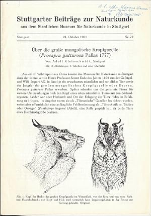 Über die große mongolische Kropfgazelle (Procapra gutturosa Pallas 1777).