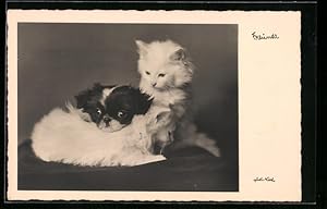 Bild des Verkufers fr Ansichtskarte Kleiner Hund und kleine Katzen als Freunde zum Verkauf von Bartko-Reher